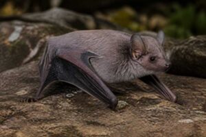 Image of a Kenyan Butterfly Bat in its natural habitat