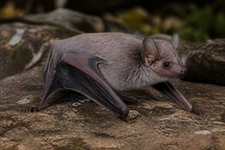 Image of a Kenyan Butterfly Bat in its natural habitat