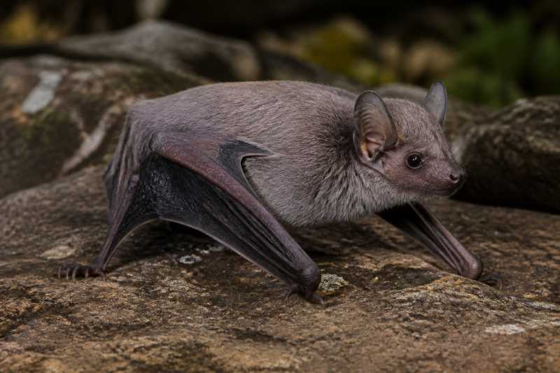 Image of a Kenyan Butterfly Bat in its natural habitat