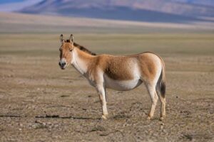 Image of a Kiang in its natural habitat