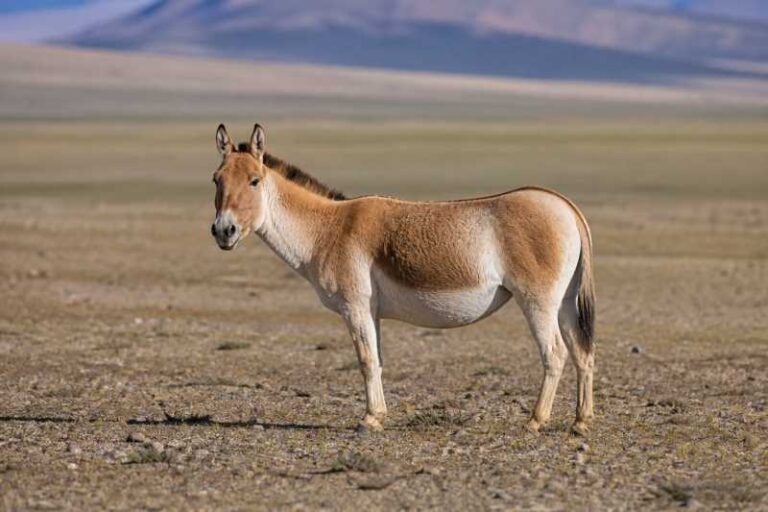 Image of a Kiang in its natural habitat