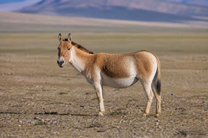 Image of a Kiang in its natural habitat