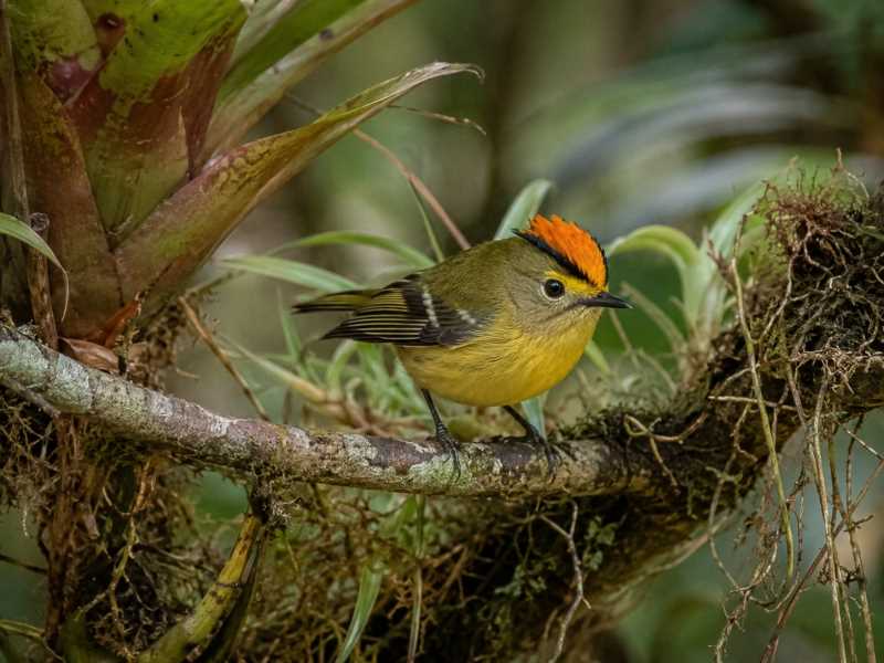 Image of a Kinglet Calyptura in its natural habitat