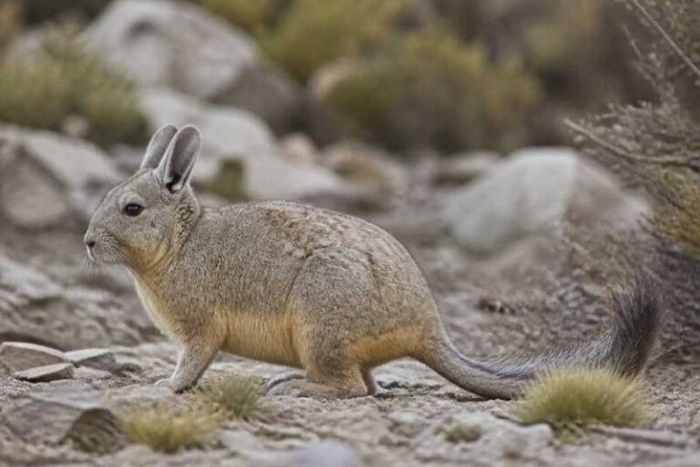 Image of a Kirchners' Viscacha Rat in its natural habitat