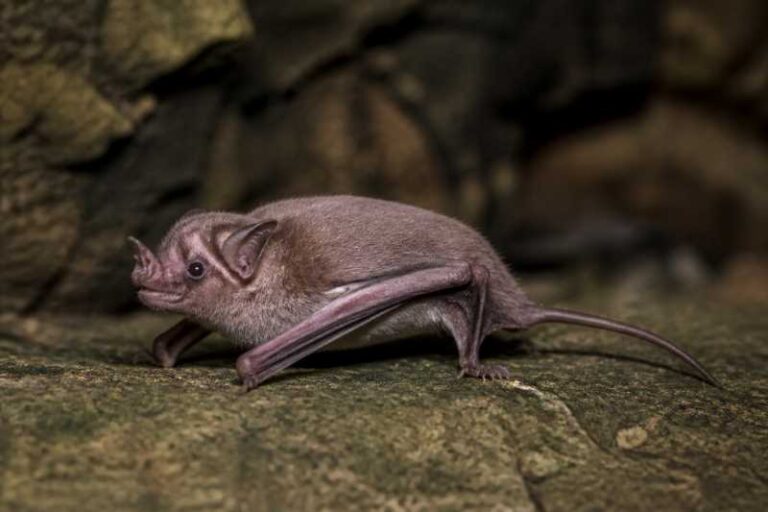 Image of a Kitti's Hog-nosed Bat in its natural habitat