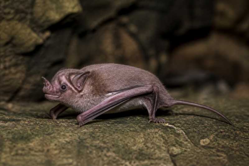 Image of a Kitti's Hog-nosed Bat in its natural habitat