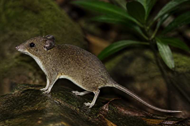 Image of a Kivu African Climbing Mouse in its natural habitat