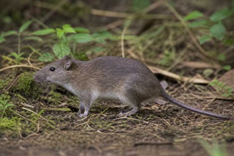 Image of a Kondana Soft-furred Rat in its natural habitat