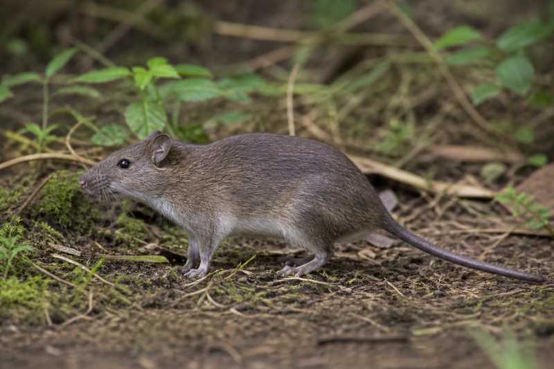 Image of a Kondana Soft-furred Rat in its natural habitat