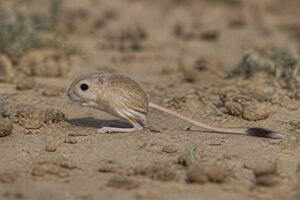 Image of a Kozlov's Pygmy Jerboa in its natural habitat
