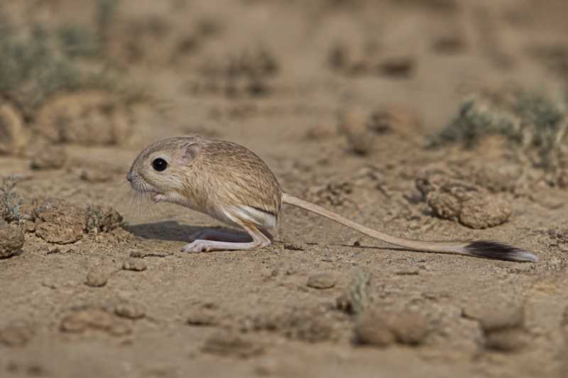 Image of a Kozlov's Pygmy Jerboa in its natural habitat