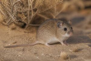 Image of a Krebs's Fat Mouse in its natural habitat