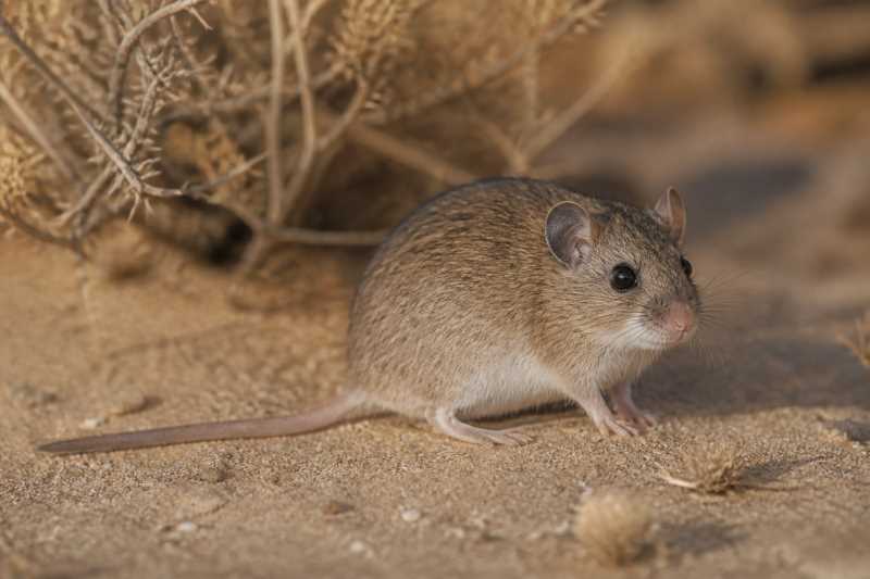 Image of a Krebs's Fat Mouse in its natural habitat