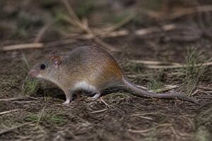 Image of a Kutukú Rice Rat in its natural habitat