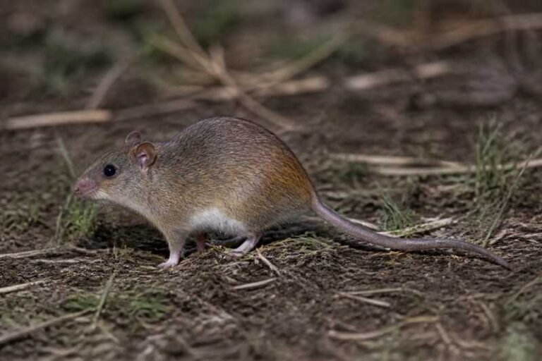 Image of a Kutukú Rice Rat in its natural habitat