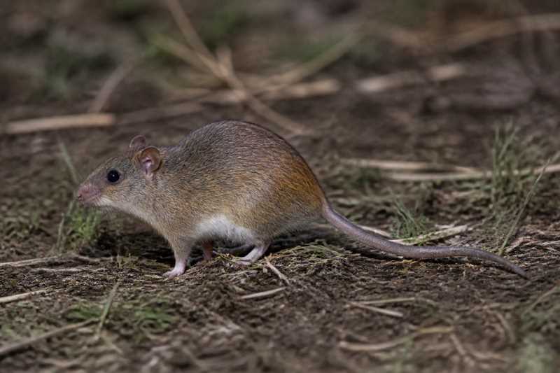 Image of a Kutukú Rice Rat in its natural habitat
