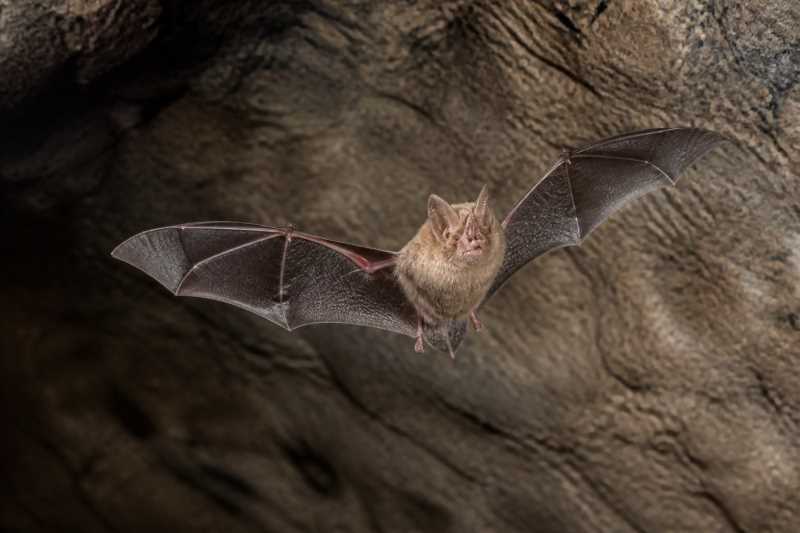 Image of a Kyrgyzstan Horseshoe Bat in its natural habitat