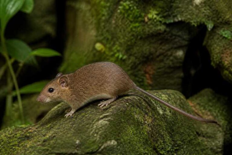 Image of a La Pera Climbing Rat in its natural habitat