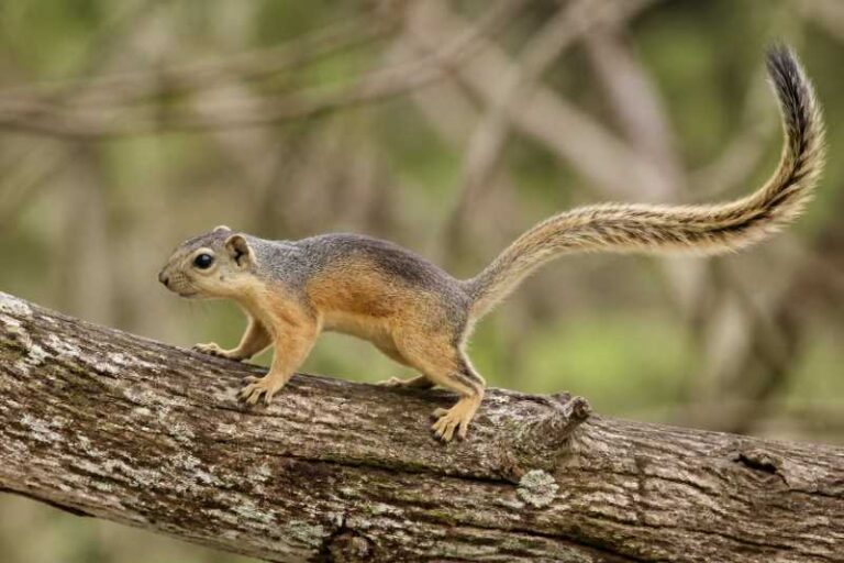 Image of a Lady Burton's Rope Squirrel in its natural habitat