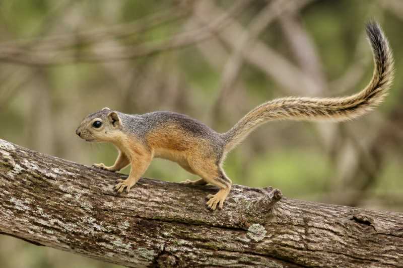 Image of a Lady Burton's Rope Squirrel in its natural habitat