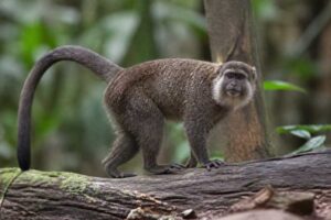 Image of a Lake Baptista Titi in its natural habitat