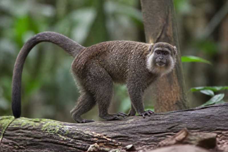 Image of a Lake Baptista Titi in its natural habitat