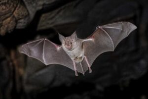 Image of a Lander's Horseshoe Bat in its natural habitat