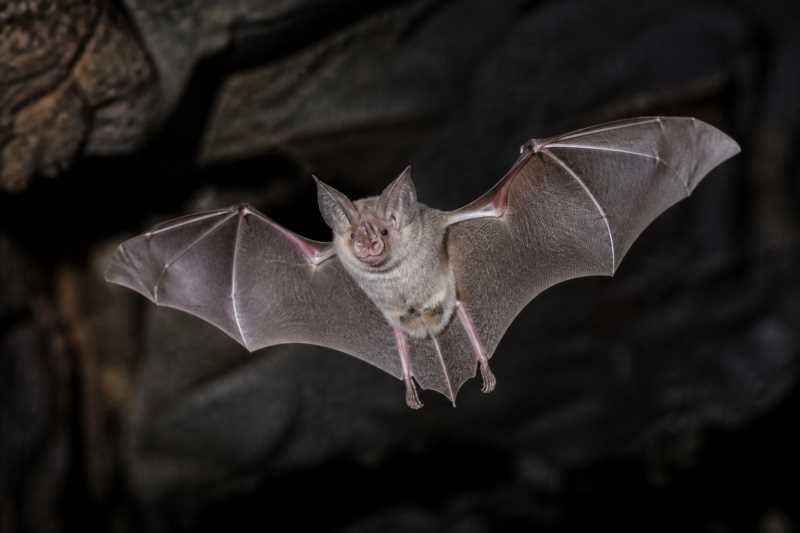 Image of a Lander's Horseshoe Bat in its natural habitat