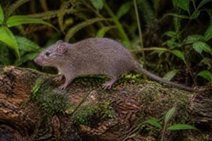 Image of a Langbian Tree Rat in its natural habitat