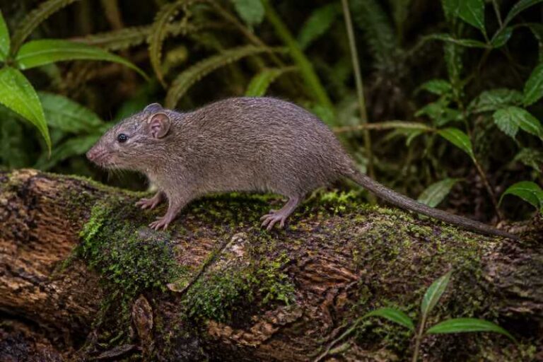 Image of a Langbian Tree Rat in its natural habitat