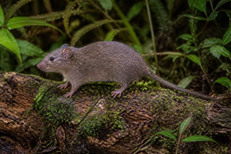 Image of a Langbian Tree Rat in its natural habitat