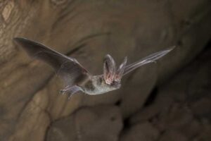 Image of a Lappet-eared Free-tailed Bat in its natural habitat