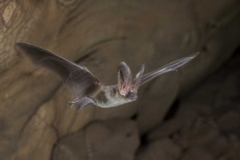 Image of a Lappet-eared Free-tailed Bat in its natural habitat
