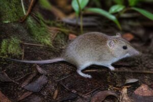 Image of a Large Cordillera Shrew Mouse in its natural habitat
