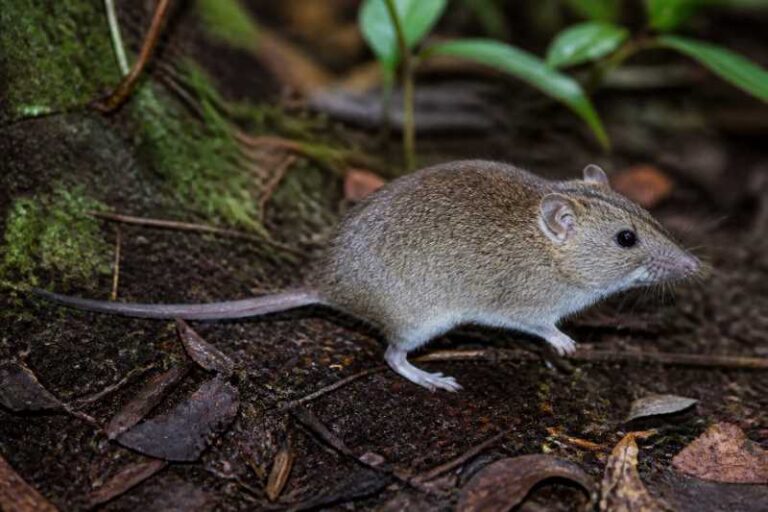 Image of a Large Cordillera Shrew Mouse in its natural habitat