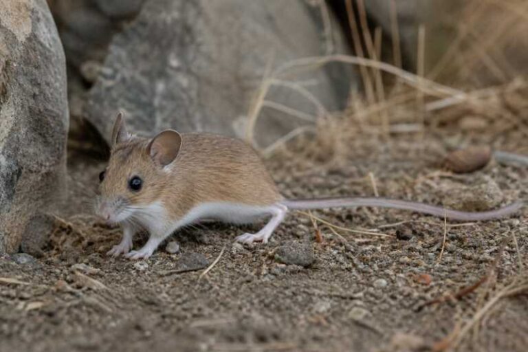 Image of a Large Deermouse in its natural habitat