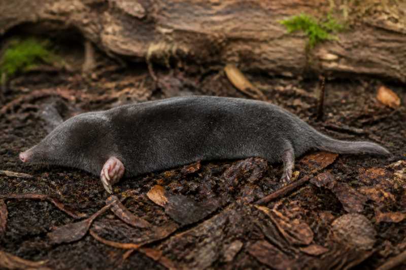 Image of a Large Japanese Mole in its natural habitat