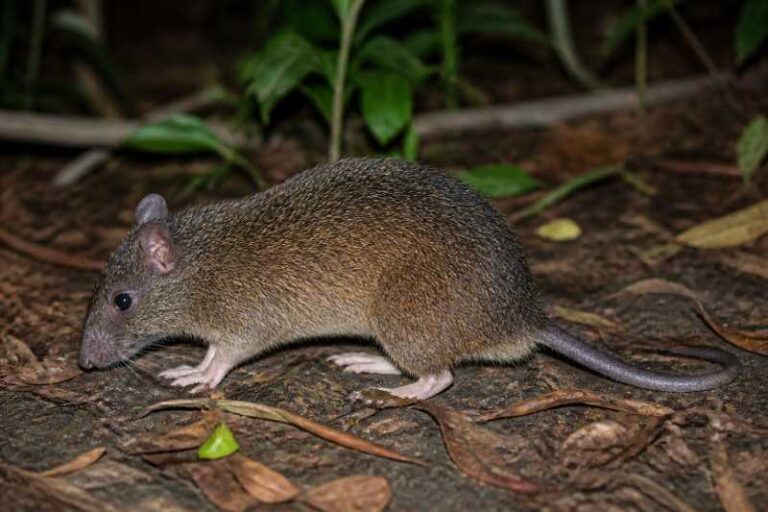 Image of a Large New Guinea Spiny Rat in its natural habitat