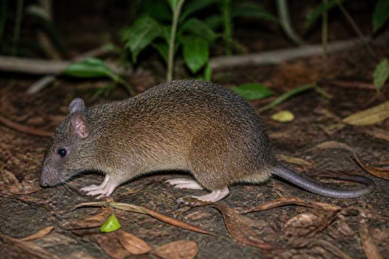 Image of a Large New Guinea Spiny Rat in its natural habitat
