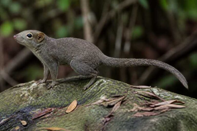 Image of a Large Treeshrew in its natural habitat