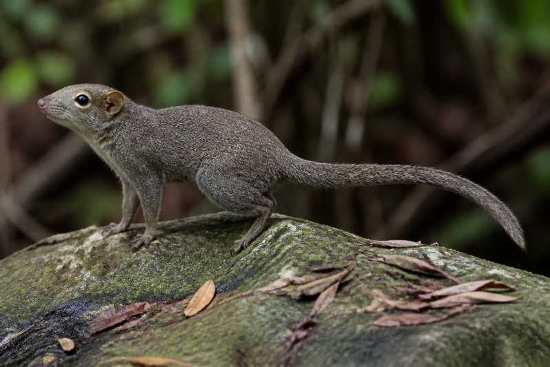 Image of a Large Treeshrew in its natural habitat