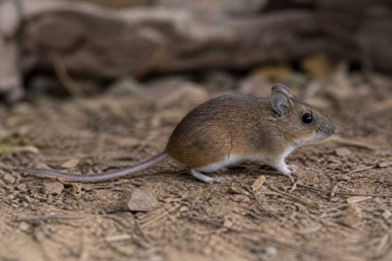 Image of a Large Vesper Mouse in its natural habitat