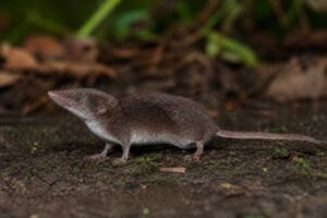 Image of a Large White-toothed Shrew in its natural habitat