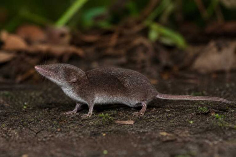 Image of a Large White-toothed Shrew in its natural habitat