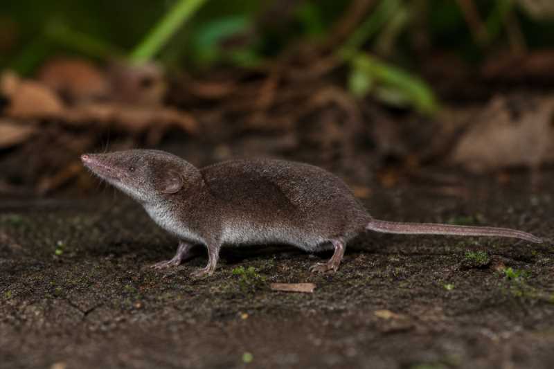 Image of a Large White-toothed Shrew in its natural habitat