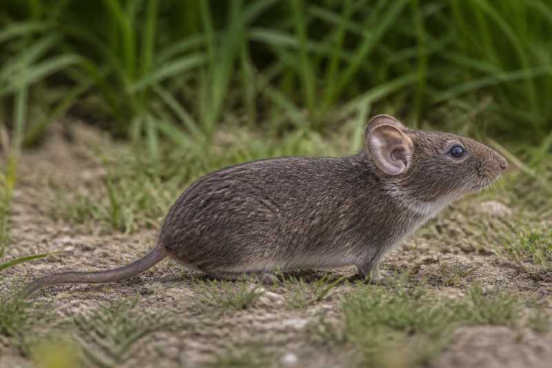 Image of a Large-eared Vole in its natural habitat
