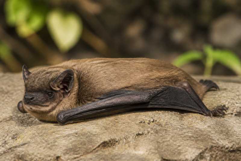 Image of a Large-headed Serotine in its natural habitat