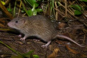 Image of a Large-toothed Hairy-tailed Rat in its natural habitat