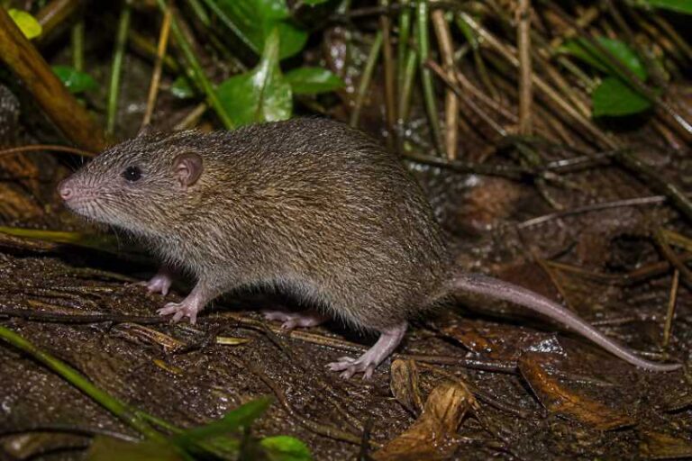 Image of a Large-toothed Hairy-tailed Rat in its natural habitat