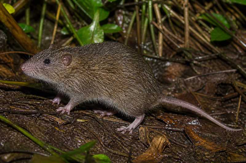 Image of a Large-toothed Hairy-tailed Rat in its natural habitat